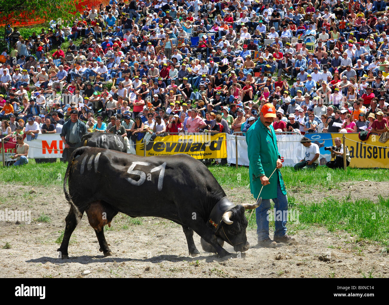 L'agricoltore che presenta il suo combattimento Herens mucca nell'anello, combattere di Queens, Swiss combattimenti di mucche, Aproz, Vallese, Svizzera Foto Stock