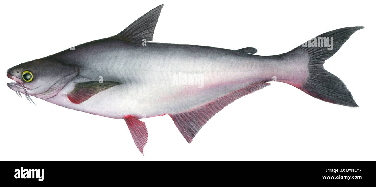Pangasius, striato Pesce Gatto (Pangasianodon hypophthalmus), disegno. Foto Stock