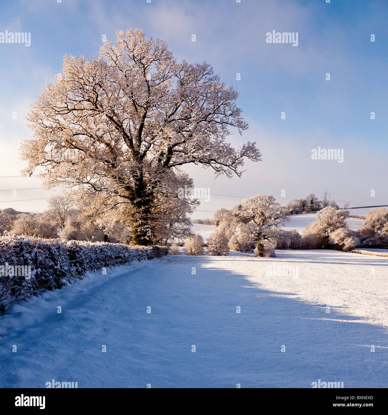 Coperta di neve alberi in rural Devon seguenti nevicata fresca Foto Stock