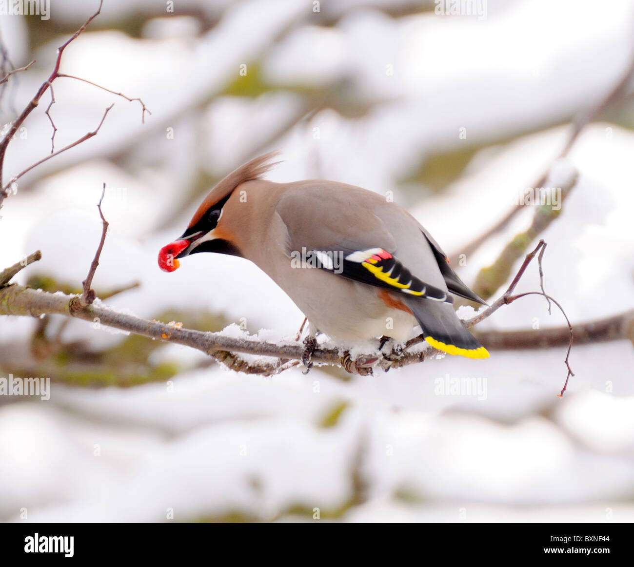 (Waxwing Bombycilla garrulus) in rowan tree. Dicembre, Kent, Inghilterra Foto Stock