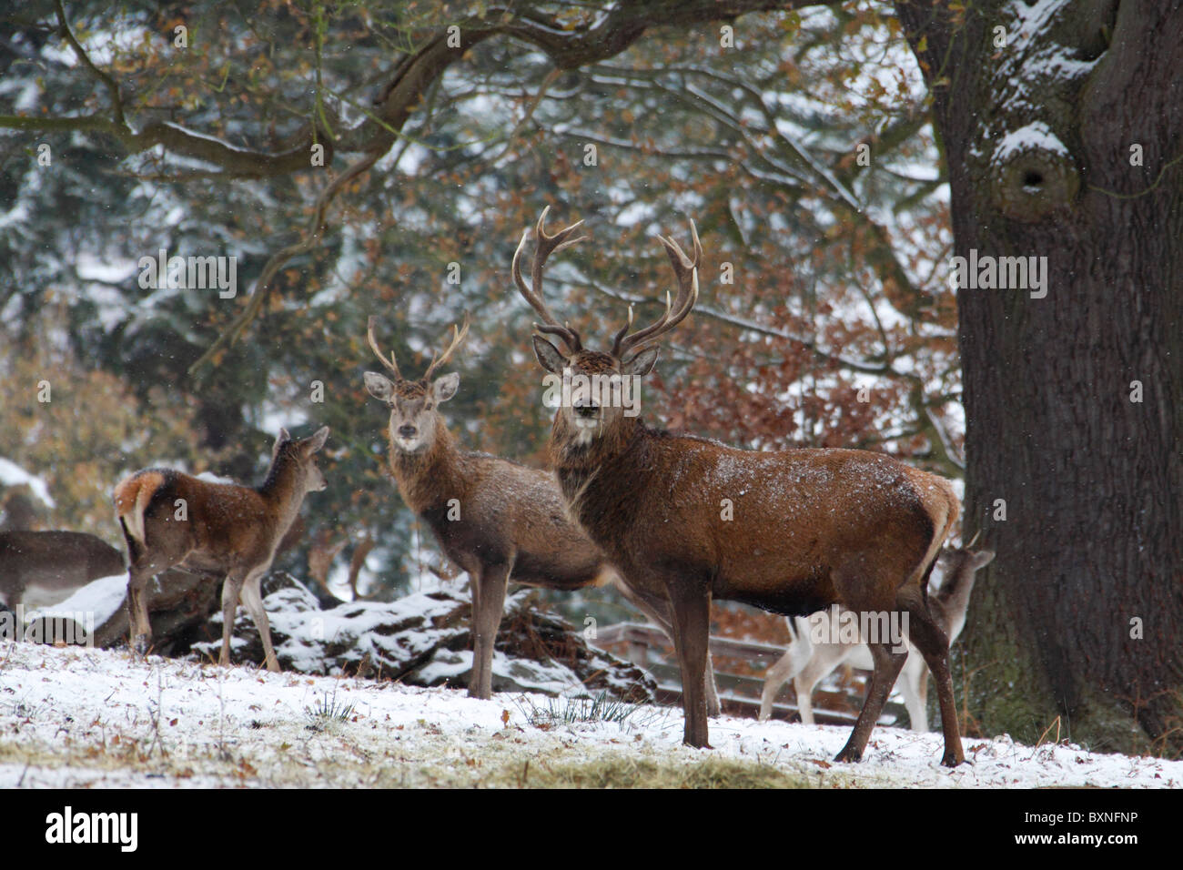 Red Deer Cervus Elaphus Foto Stock
