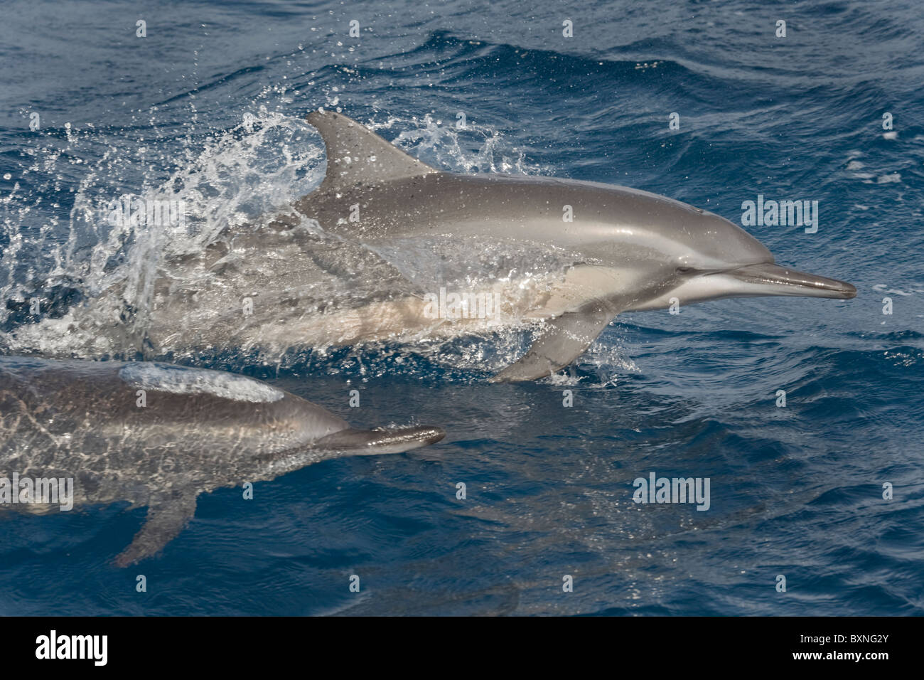 Hawaiian/Gray Spinner Delfini Stenella longirostris, porpoising, Maldive, Oceano Indiano. Foto Stock