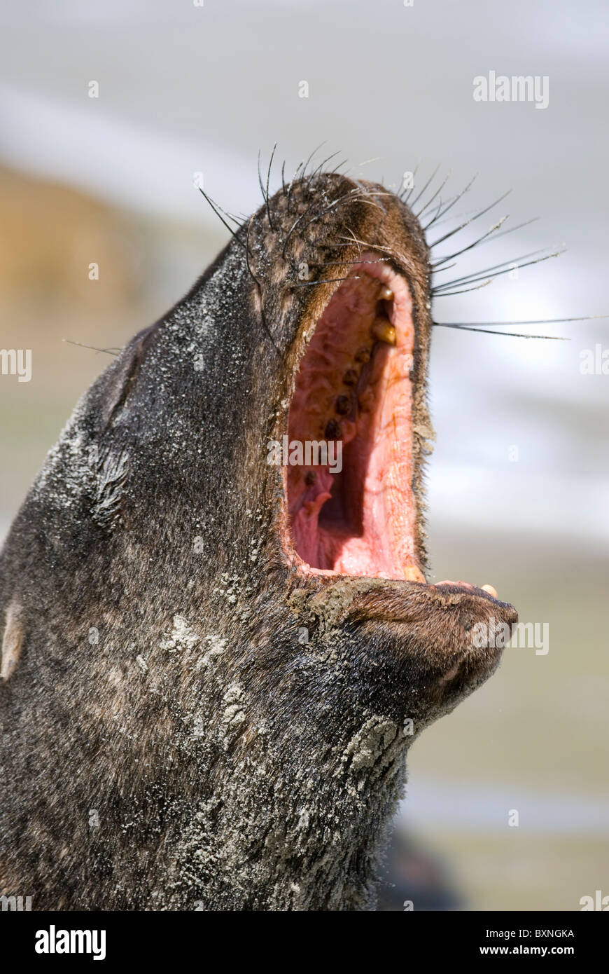 Nuova Zelanda Sea Lion Phocarctos hookeri Taiaroa Head Foto Stock