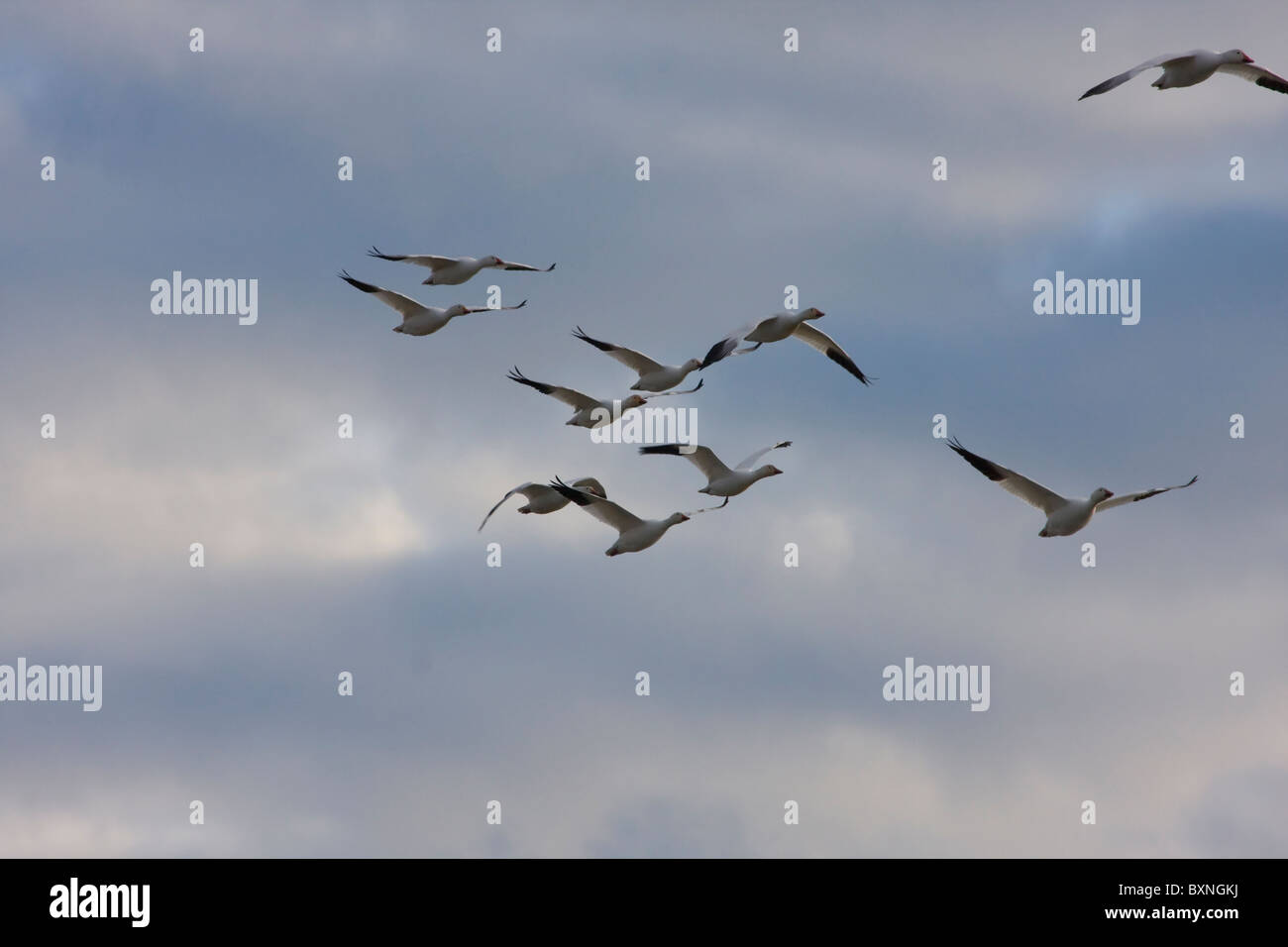 Oche delle nevi Foto Stock