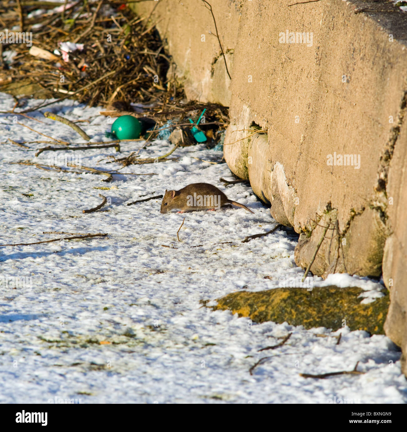 Un comune ratto marrone in cerca di cibo lungo il lato di un lago ghiacciato. Foto Stock