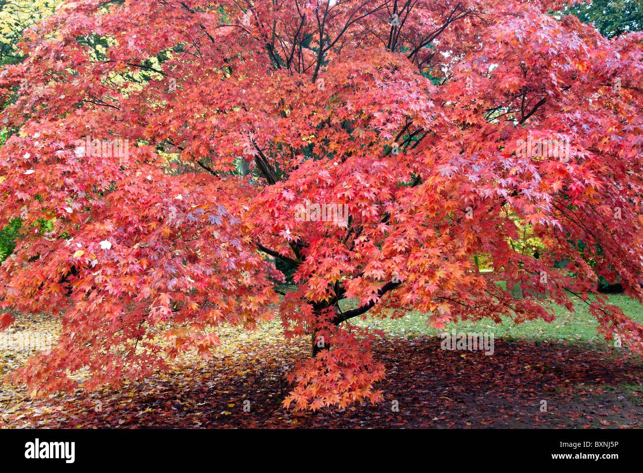 Albero rosso Acer Foto Stock