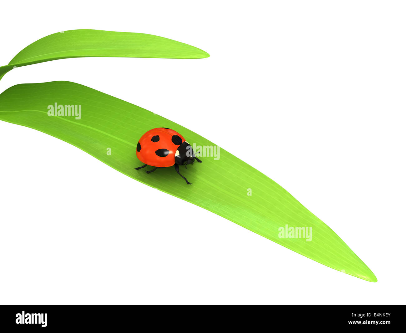 Ladybird su sfondo bianco Foto Stock