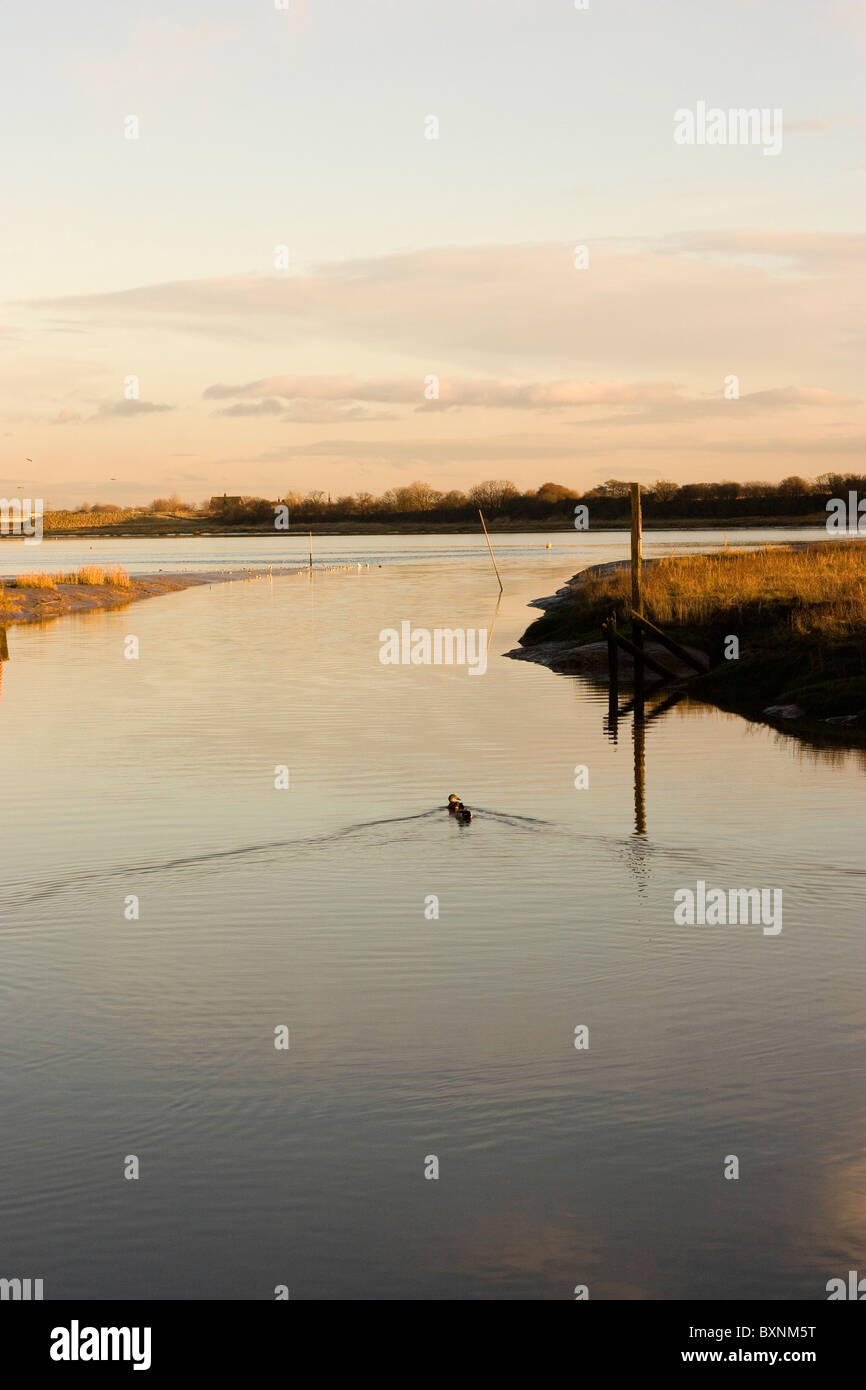 Skippool Creek che scorre nel fiume Wyre in Lancashire Foto Stock