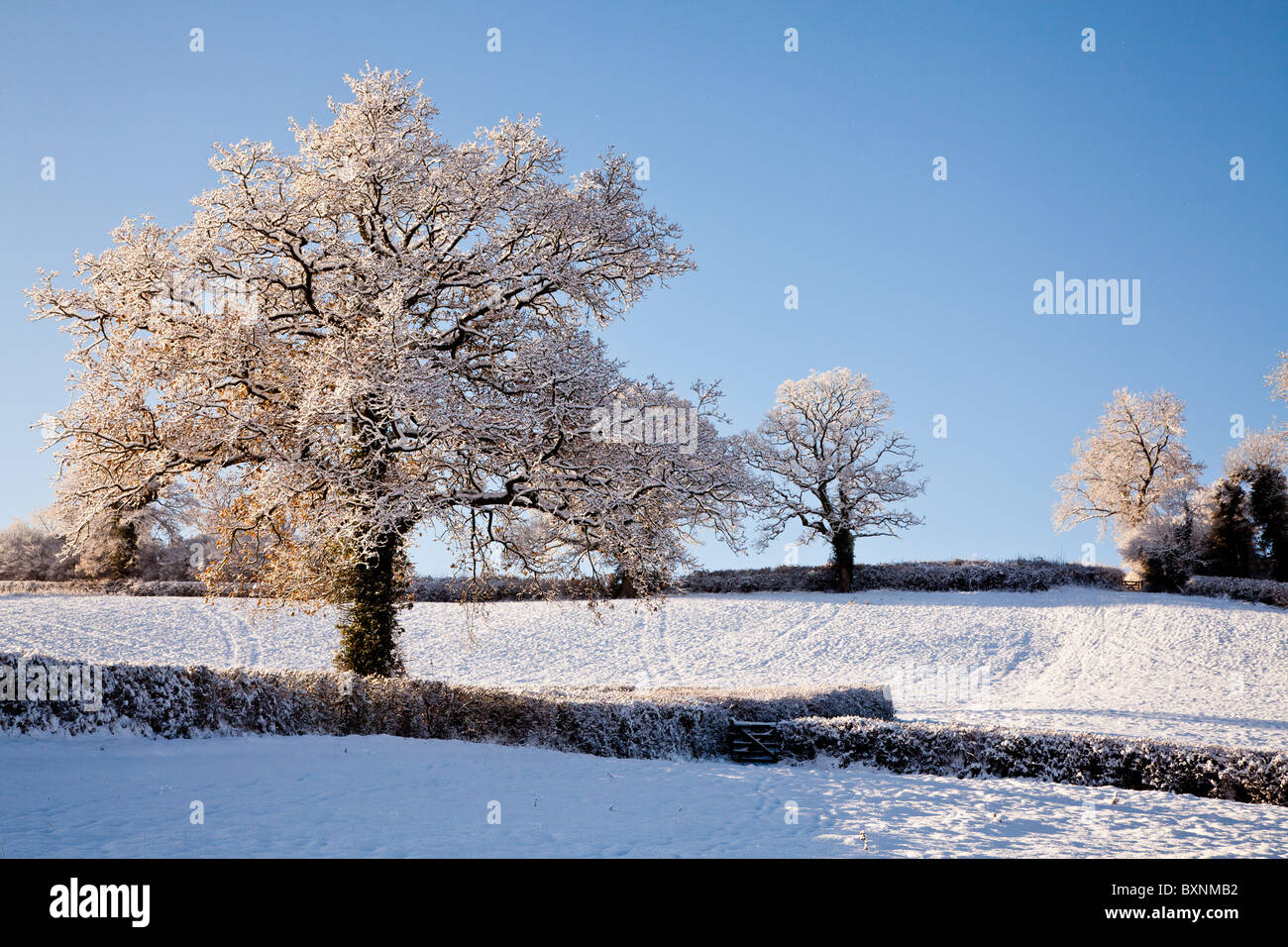 Coperta di neve alberi in rural Devon seguenti nevicata fresca Foto Stock