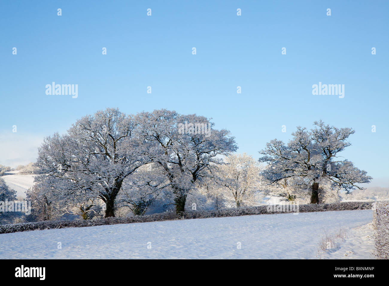 Caduta di neve fresca sugli alberi e campi in rural East Devon Foto Stock