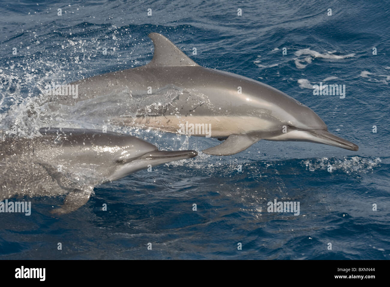 Hawaiian/Gray Spinner Delfini Stenella longirostris, porpoising, Maldive, Oceano Indiano. Foto Stock
