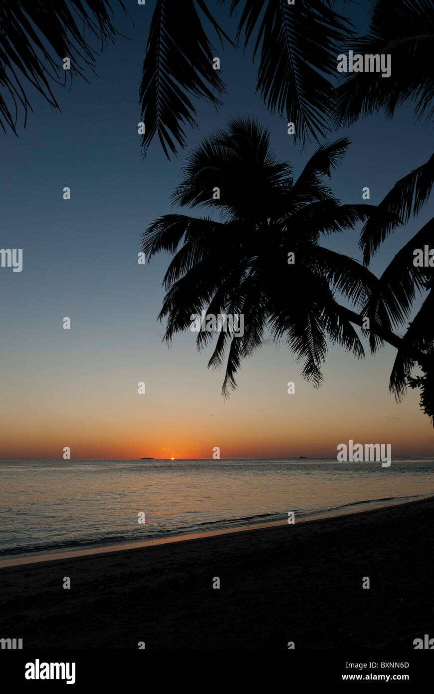 Tramonto dalla spiaggia di Isola tropicale con stagliano Palm tree. Maldive, Oceano Indiano. Foto Stock