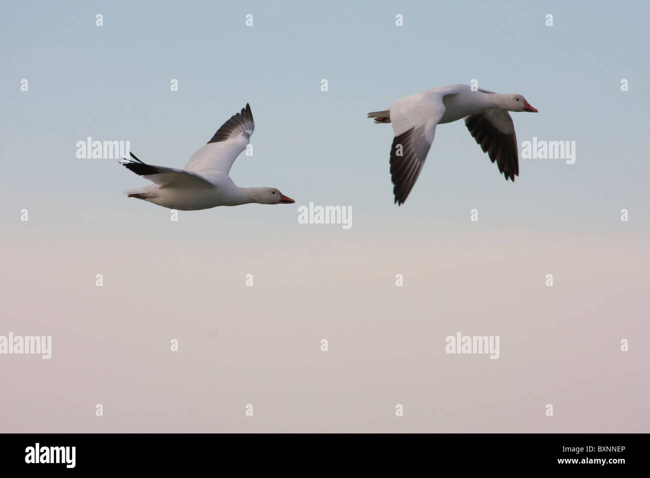 Oche delle nevi Foto Stock