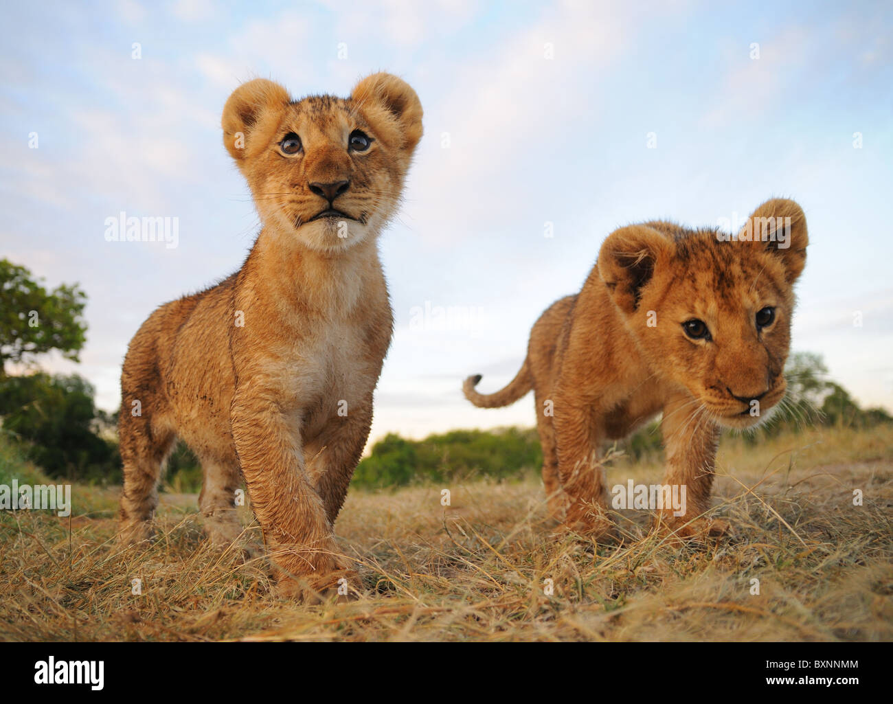Due curiose lion cubs Foto Stock