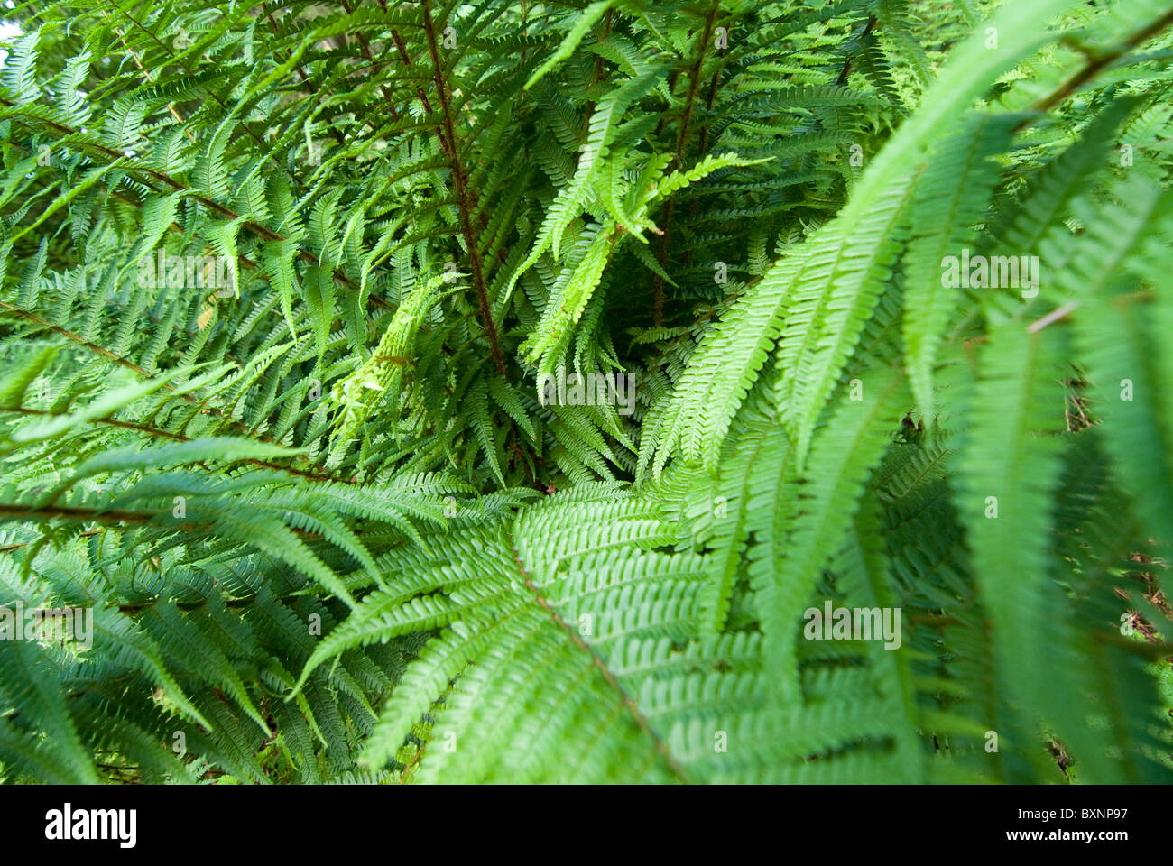 Felce Aquilina, Pteridium aquilinum. Lake District, REGNO UNITO Foto Stock