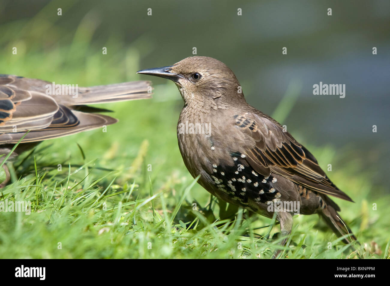 I capretti starling Sturnus vulgaris Foto Stock