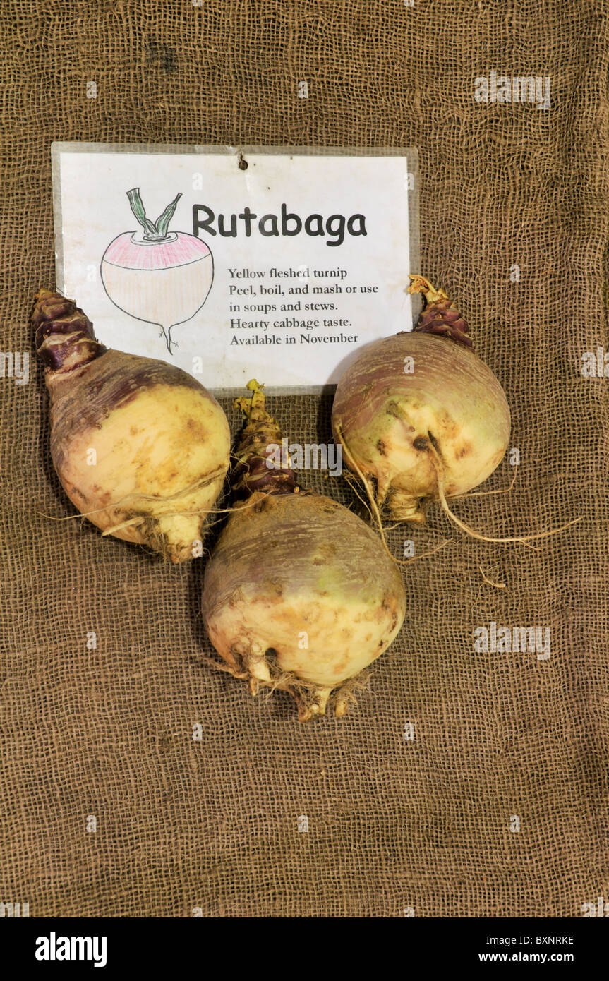 Rutabagas dopo il raccolto con sfondo di tela Foto Stock