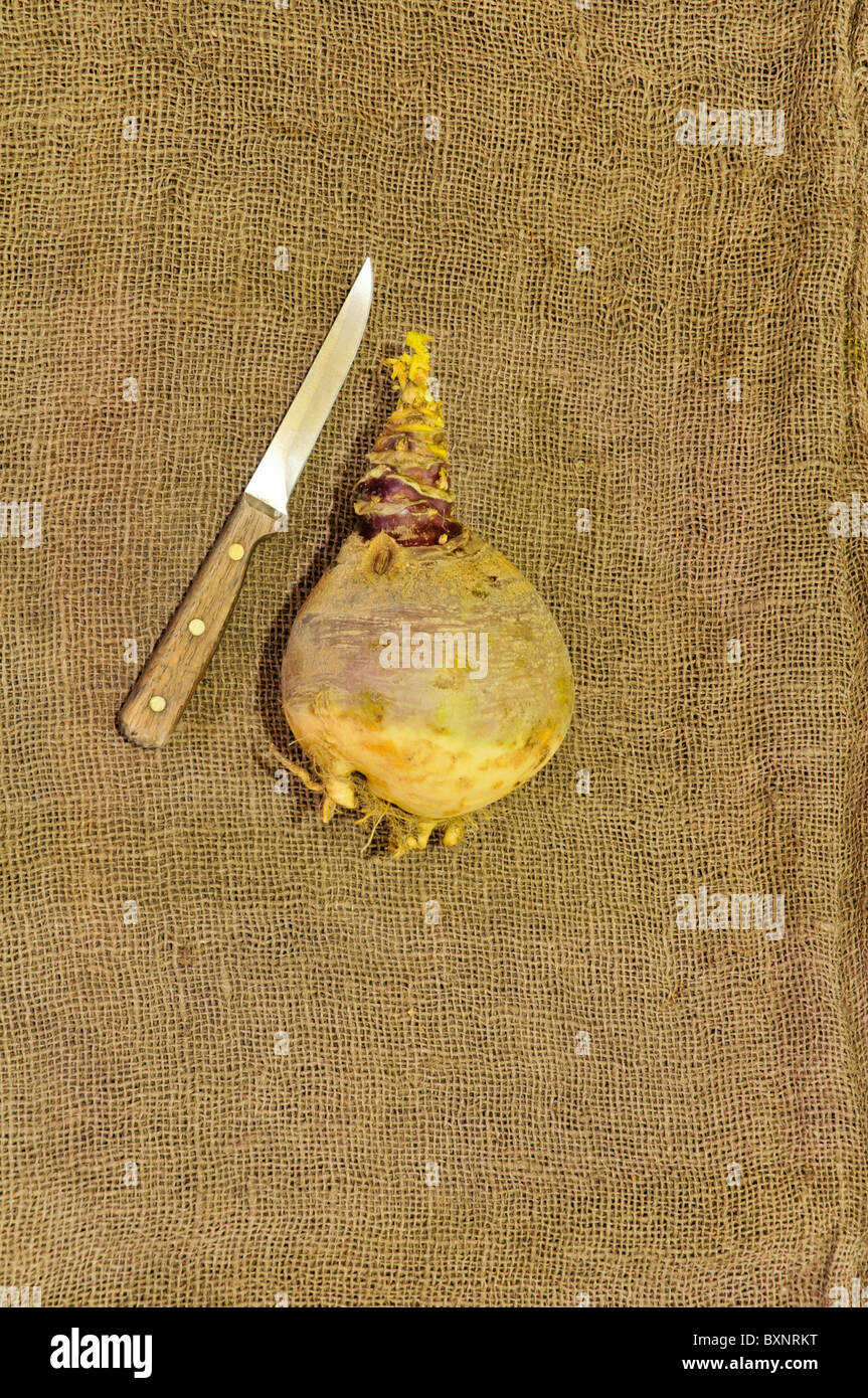 Rutabaga dopo il raccolto con il coltello per la scala con lo sfondo di tela Foto Stock