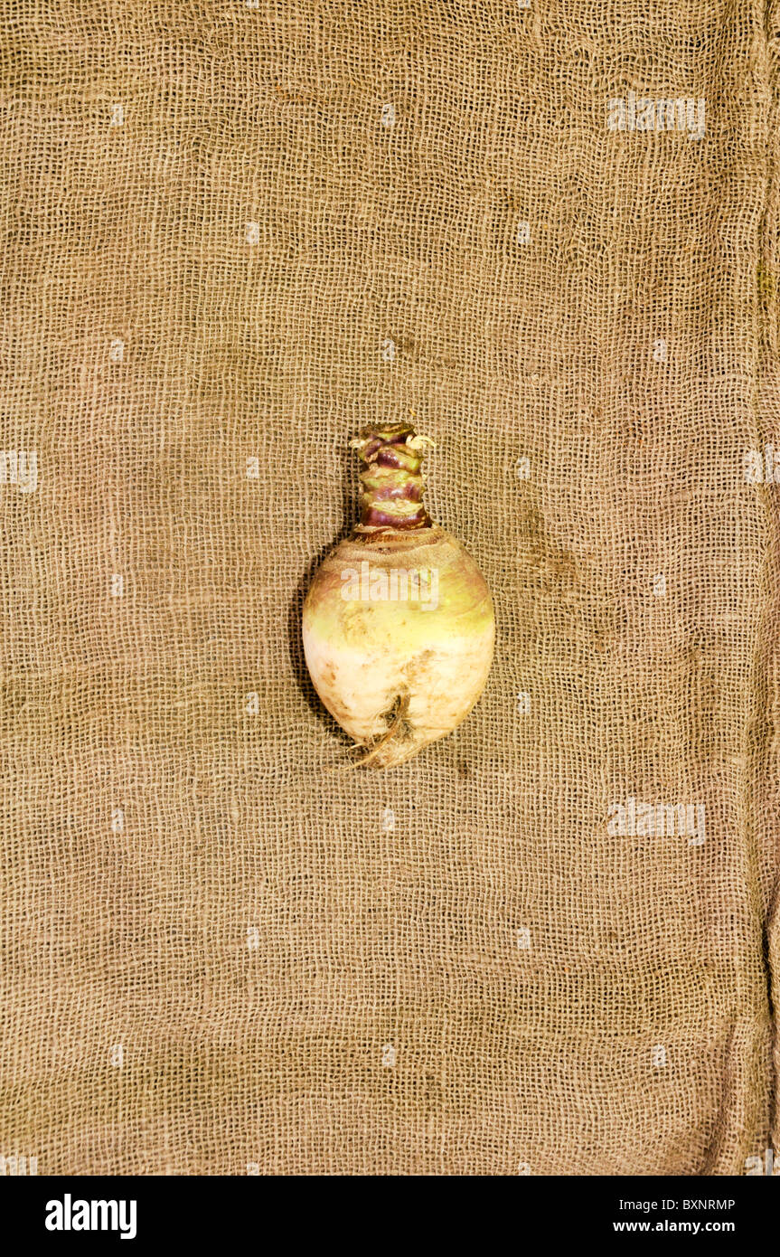 La Rapa Gilfeather su tela lo sfondo Foto Stock