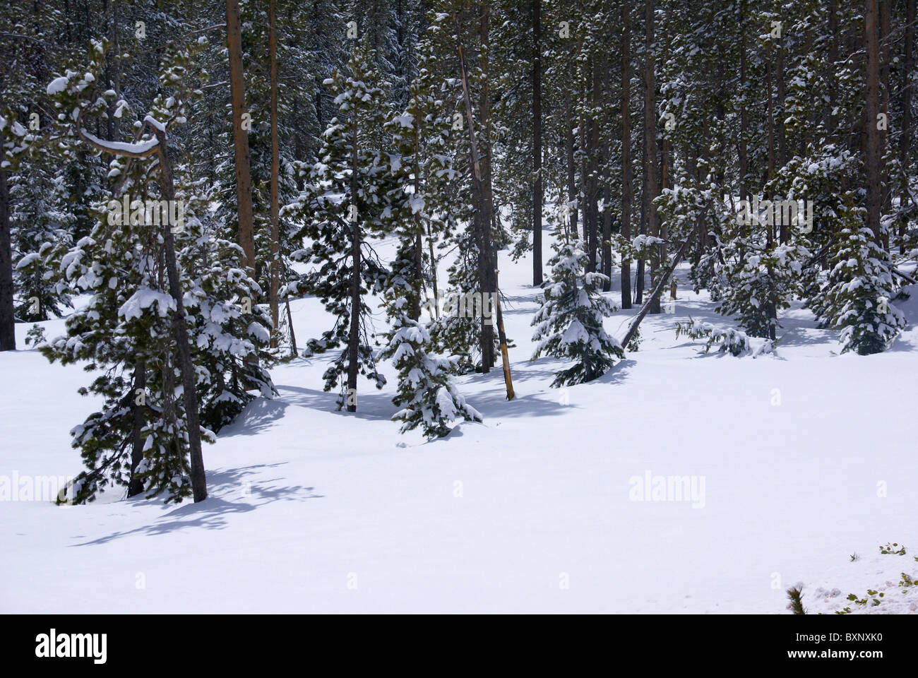 Tarda primavera neve sulla foresta di pini, Oregon centrale Foto Stock