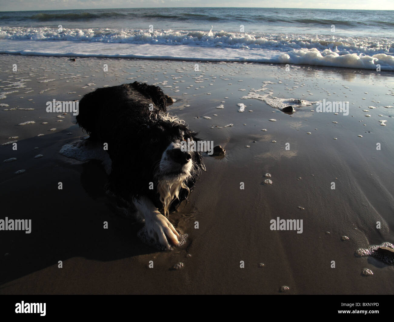 Beachy collie con intenzione Foto Stock