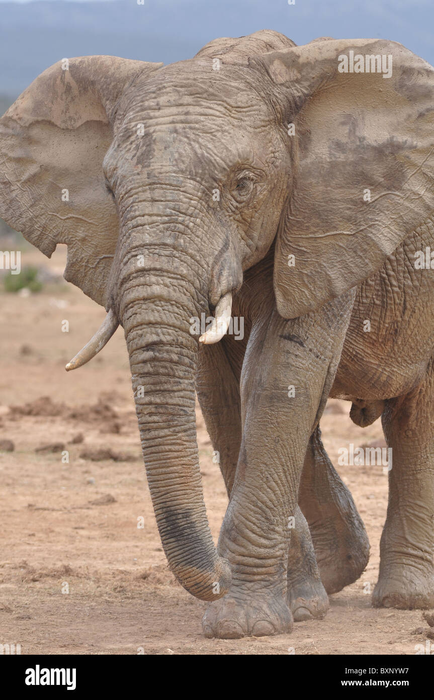 Elefanti in Addo Elephant National Park, Sud Africa Foto Stock