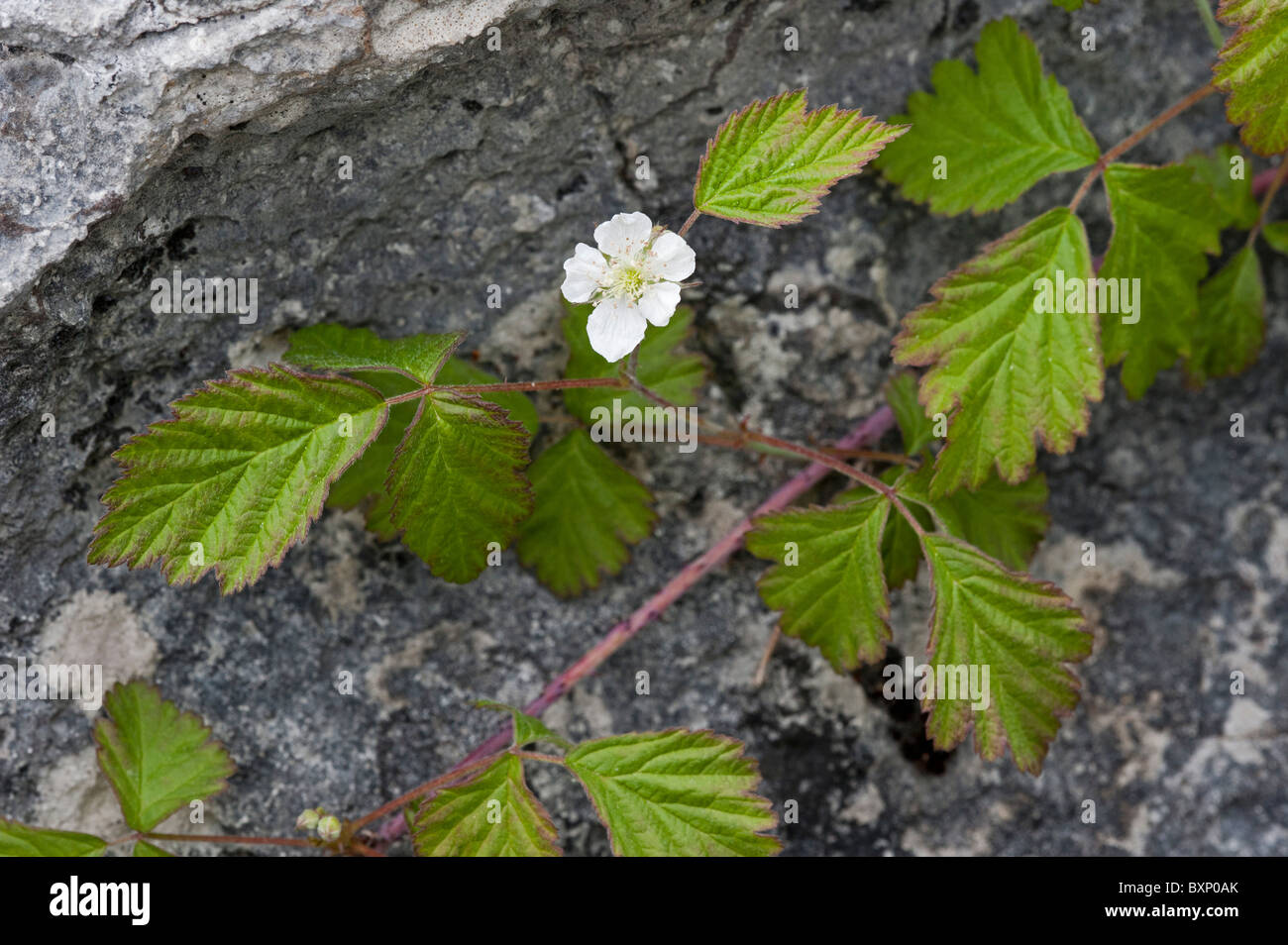 Stone Bramble (Rubus saxatilis) Foto Stock