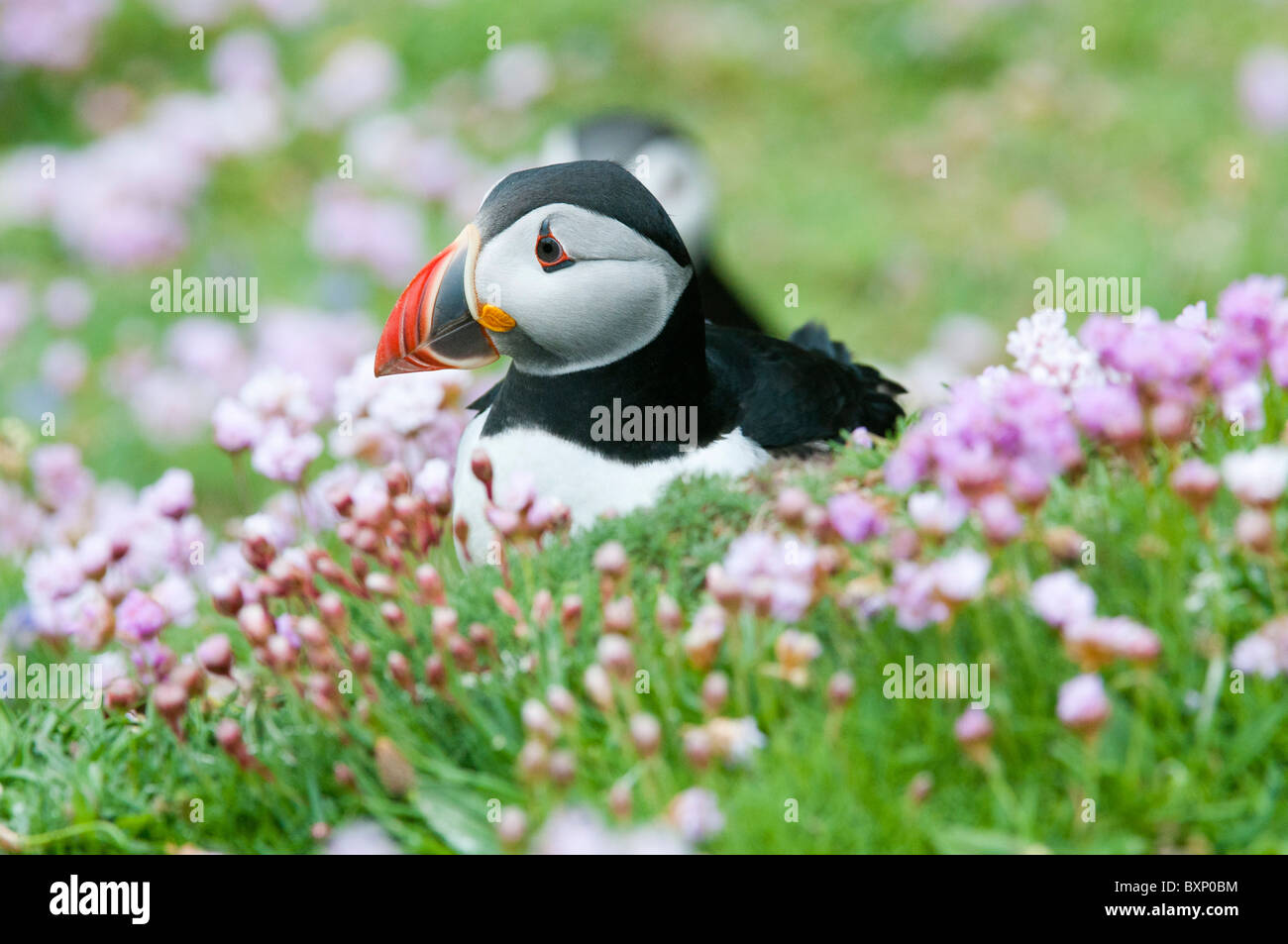 Atlantic Puffin (Fratercula arctica), adulti in parsimonia Foto Stock