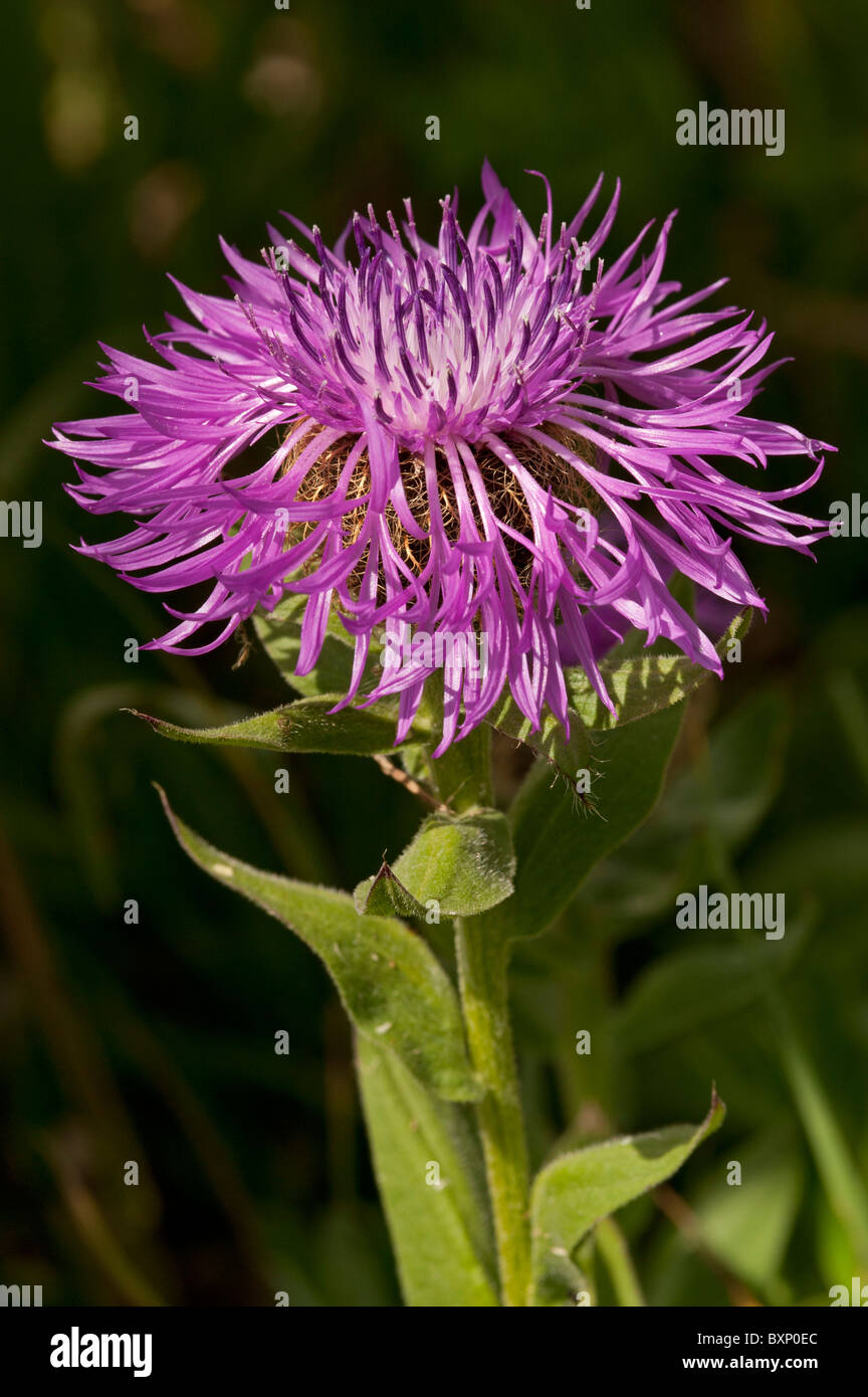 Unico Knaqpweed fiorito (Centuarea nervosa nervosa) Foto Stock