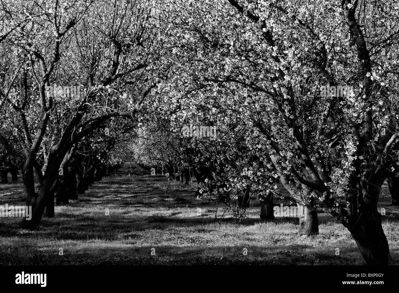 California Central Valley mandorla frutteti Lathrop primavera tree flower bloom blossom commerce operazione commerciale Foto Stock