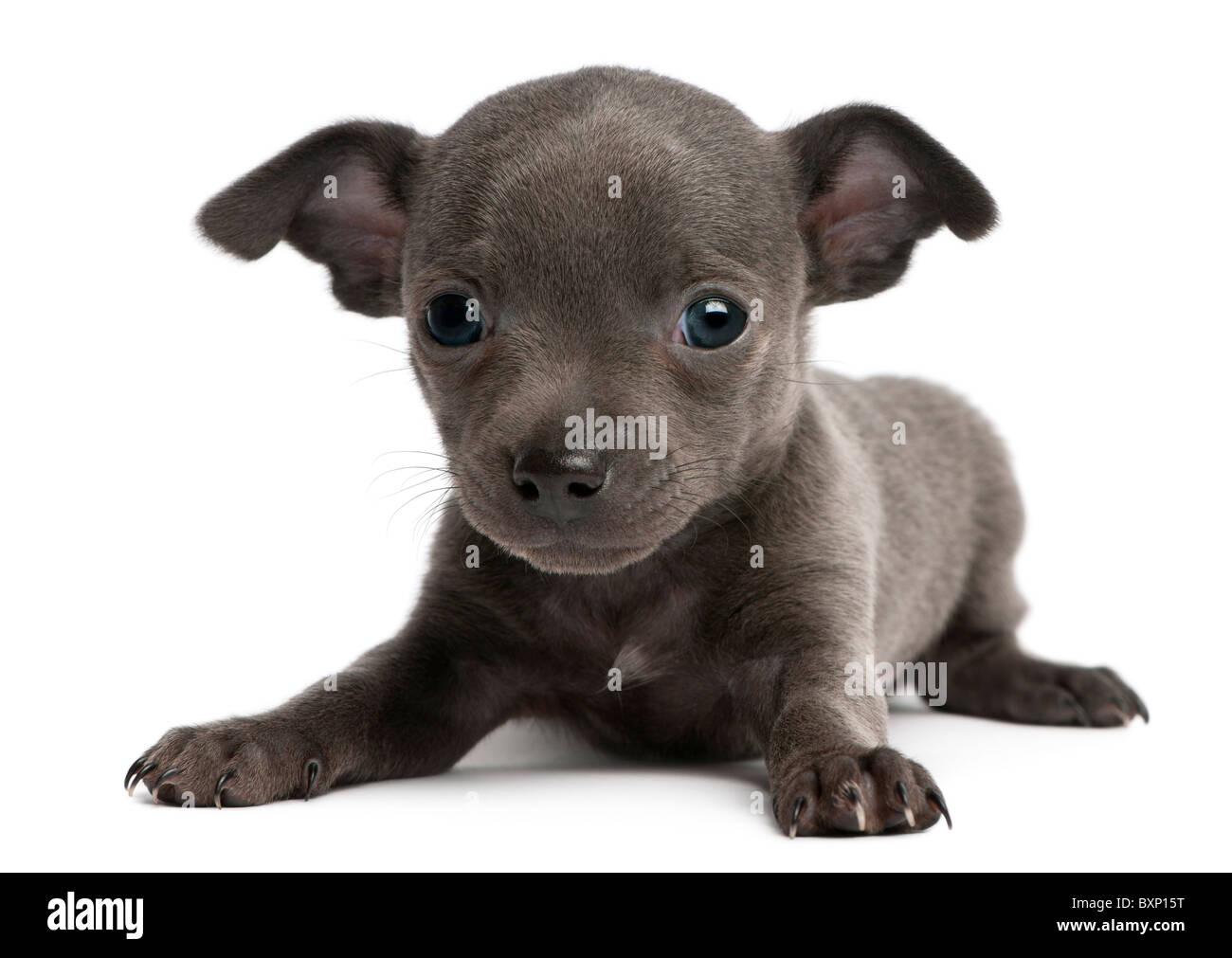 Cane appena nato immagini e fotografie stock ad alta risoluzione - Alamy