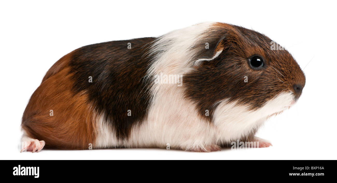 La cavia di fronte a uno sfondo bianco Foto Stock