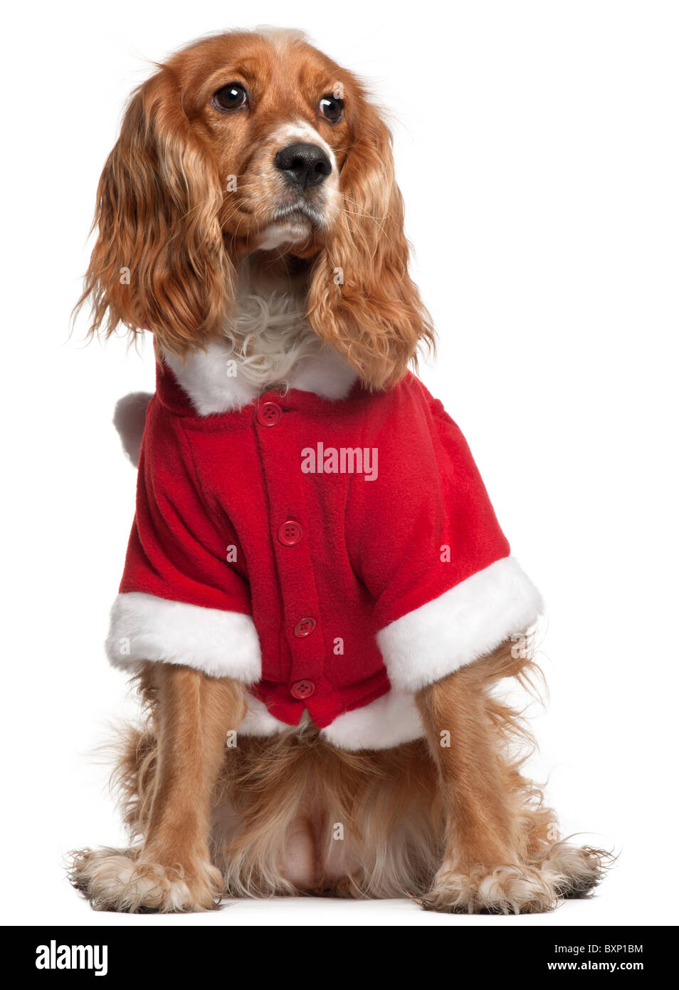 Maglione di Natale con cane kitsch per adulti - Vegaoo Maglione di Natale con cane kitsch per adulti - Vegaoo