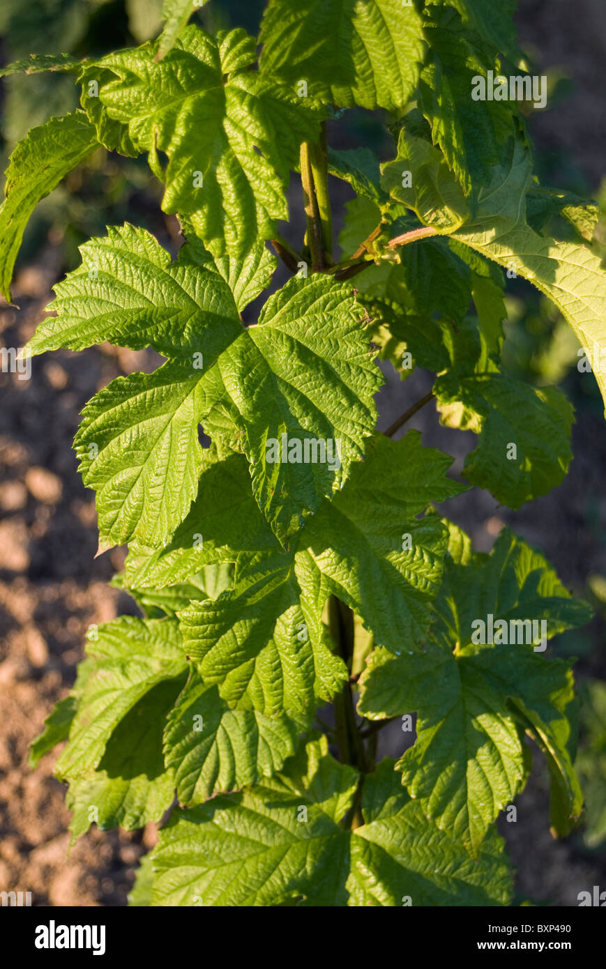 Close-up di stagionatura di piante di luppolo (Humulus lupulus) sulla stringa, Repubblica Ceca Foto Stock