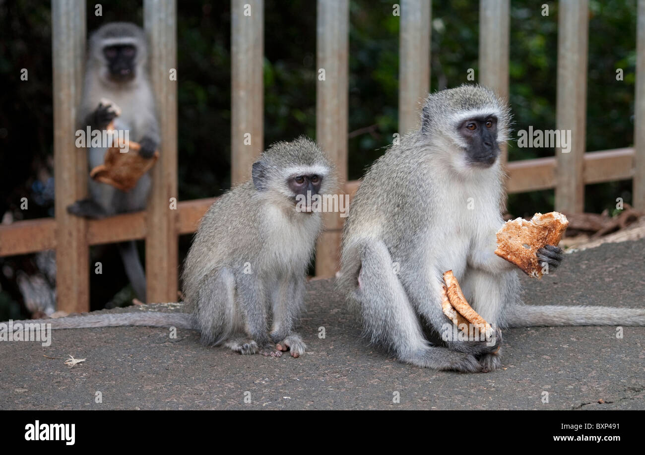 Le scimmie Vervet (Chlorocebus pygerythrus) a Durban, KwaZulu-Natal Foto Stock