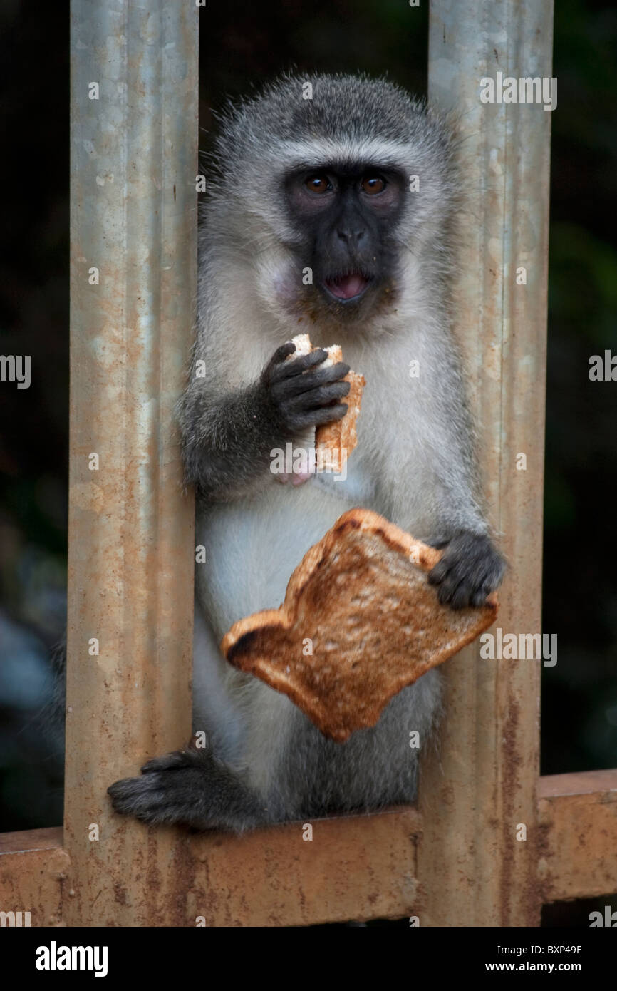 Vervet Monkey (Chlorocebus pygerythrus) mangiare toast rubato a Durban, KwaZulu-Natal Foto Stock