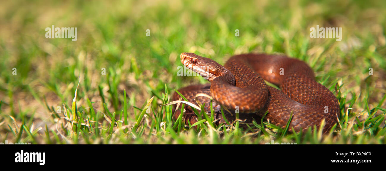 Vista panoramica della Vipera berus (politica europea comune in materia di viper/sommatore) nell'erba. Foto Stock