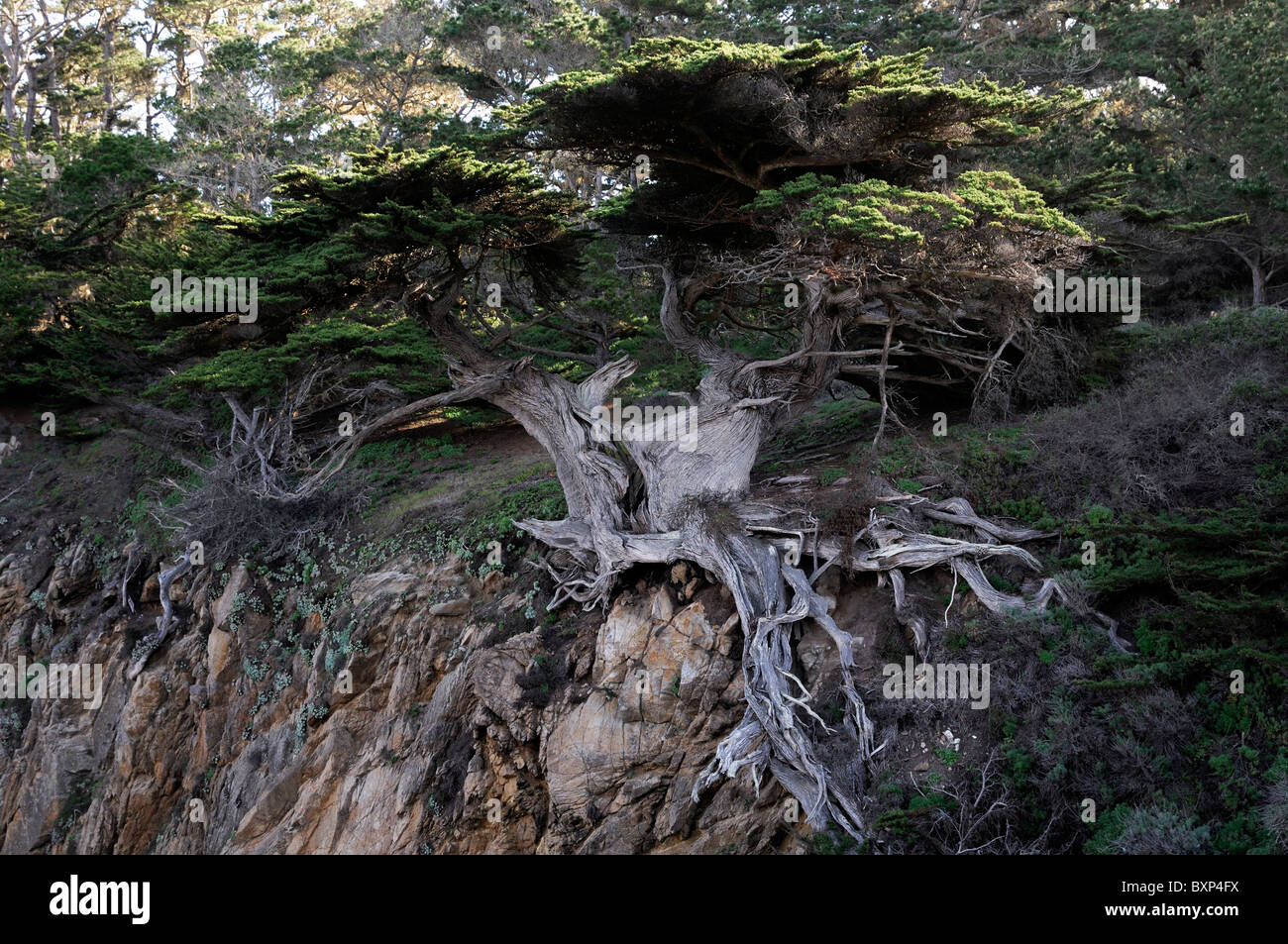 Il veterano del vecchio cipresso punto Lobos costa litorale costiero Riserva Statale Monterey Bay paesaggio roccioso California USA Foto Stock