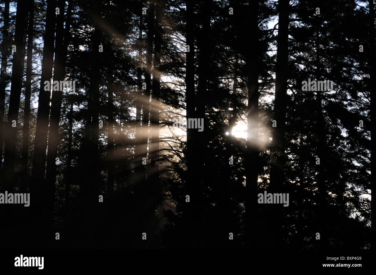 Luce risplenda il fascio luminoso raggiante attraverso gli alberi silhouette retroilluminato Foto Stock