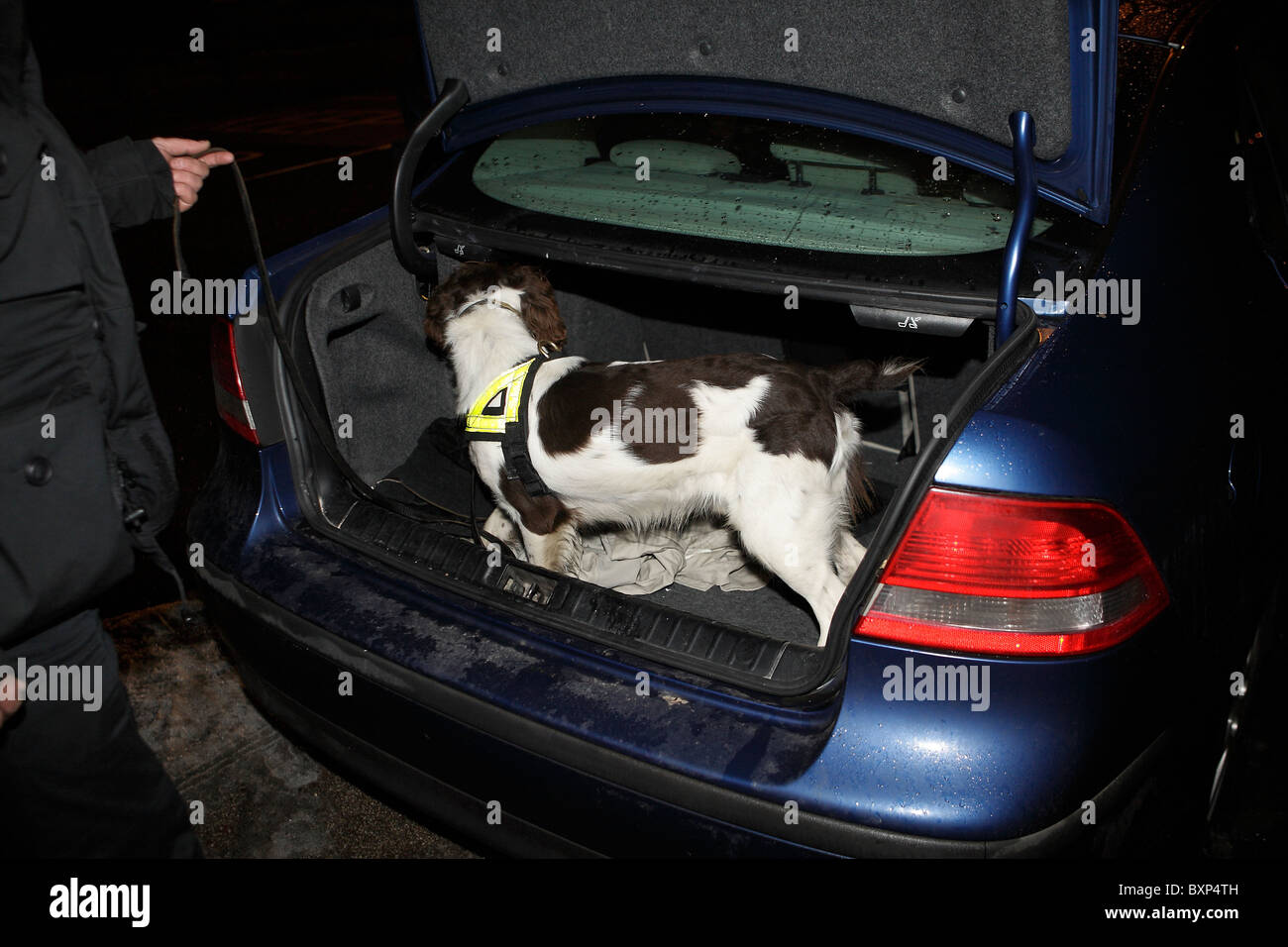 Armi da fuoco di polizia cane di ricerca Foto Stock