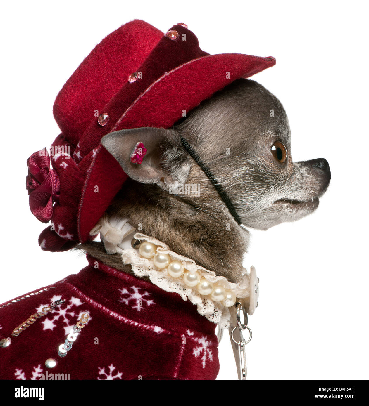 Chihuahua indossando Red Hat, 7 anni, di fronte a uno sfondo bianco Foto Stock