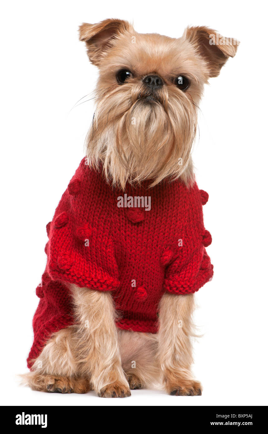 Griffon Bruxellois che indossa un maglione rosso, 3 anni e mezzo, di fronte a uno sfondo bianco Foto Stock