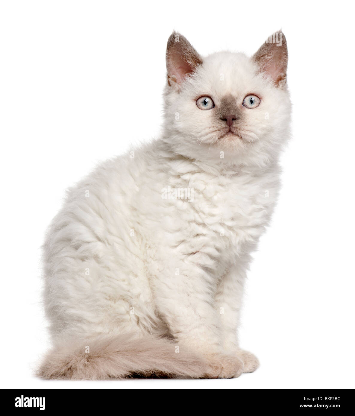 Selkirk Rex gattino, 11 settimane di età, seduto di fronte a uno sfondo bianco Foto Stock