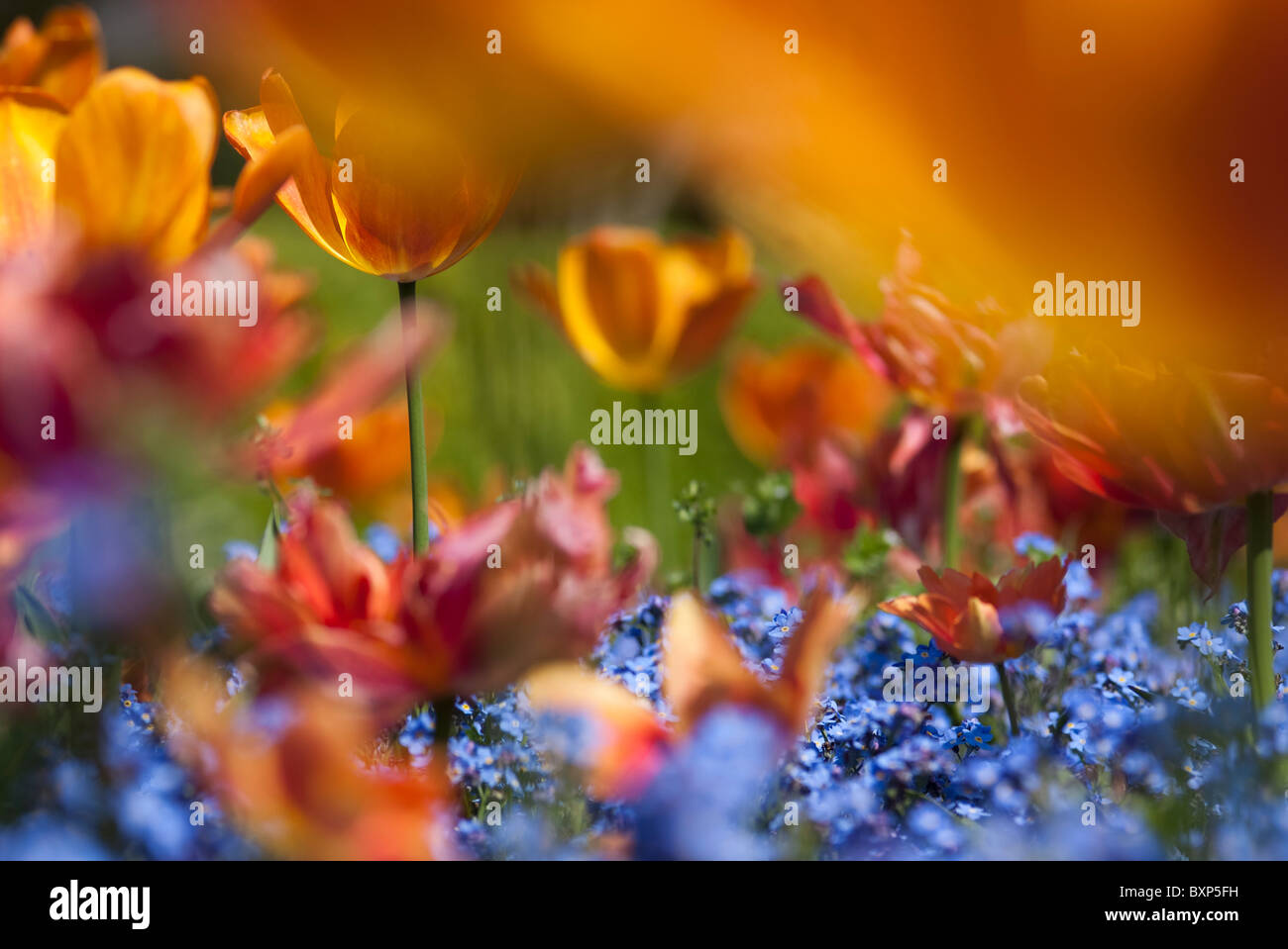 Orange tulipani e dimenticare me not in Golders Hill Park Garden Foto Stock