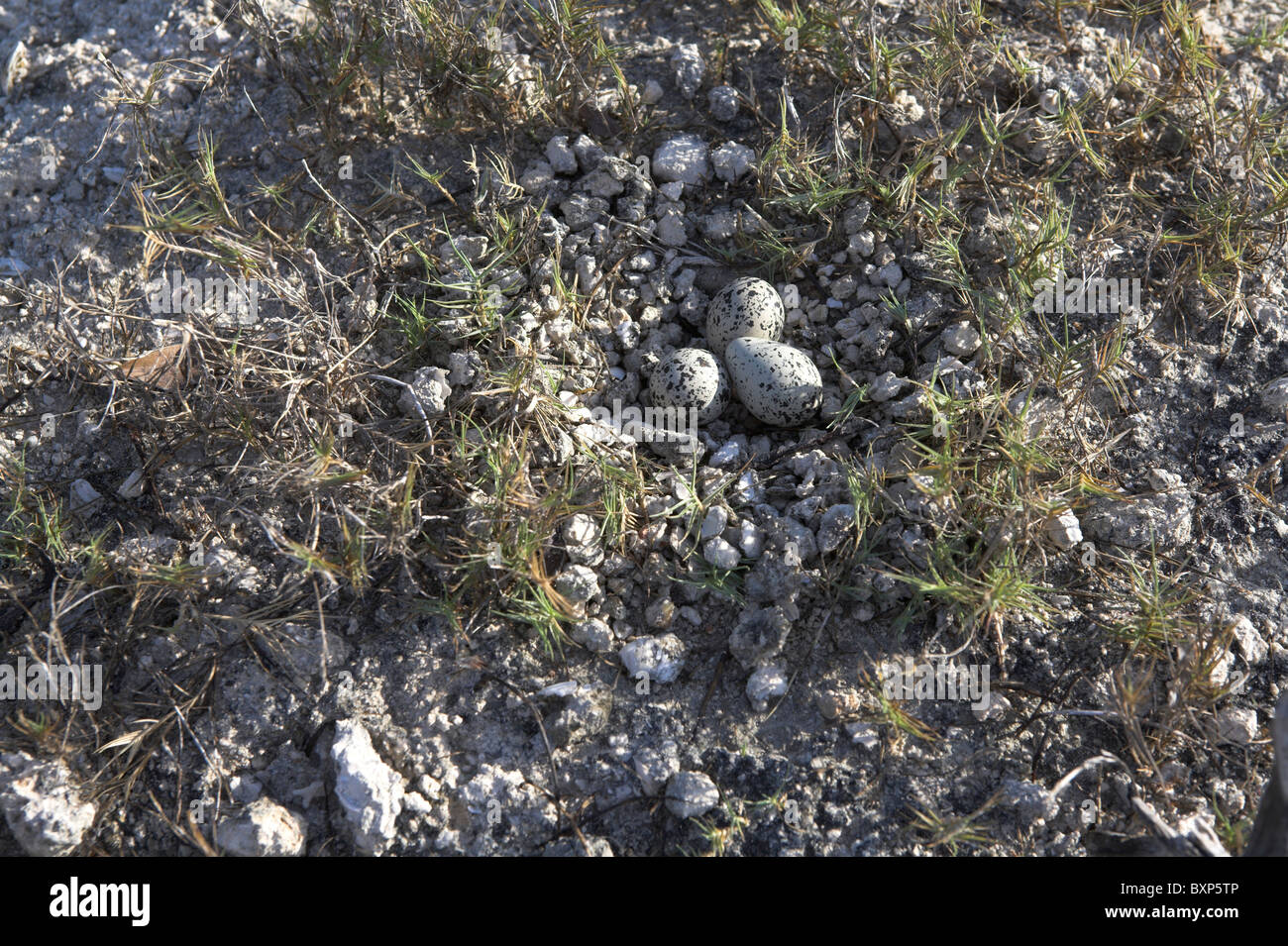 Killdeer Charadrius vociferus sito nido con uova alla penisola di Zapata, Repubblica di Cuba in aprile. Foto Stock