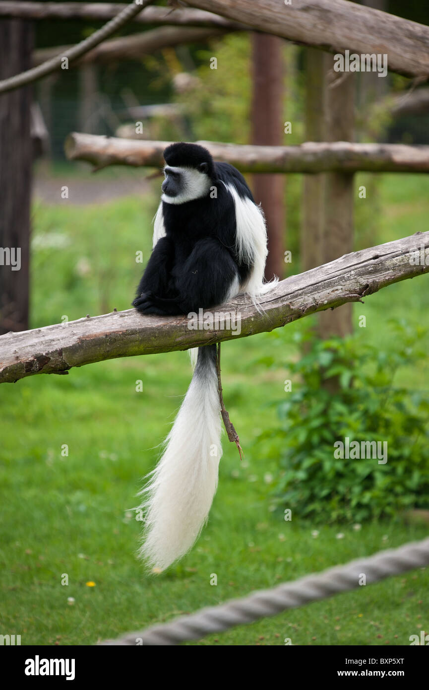 Un Black and White Colobus Monkey sat in cattività Foto Stock