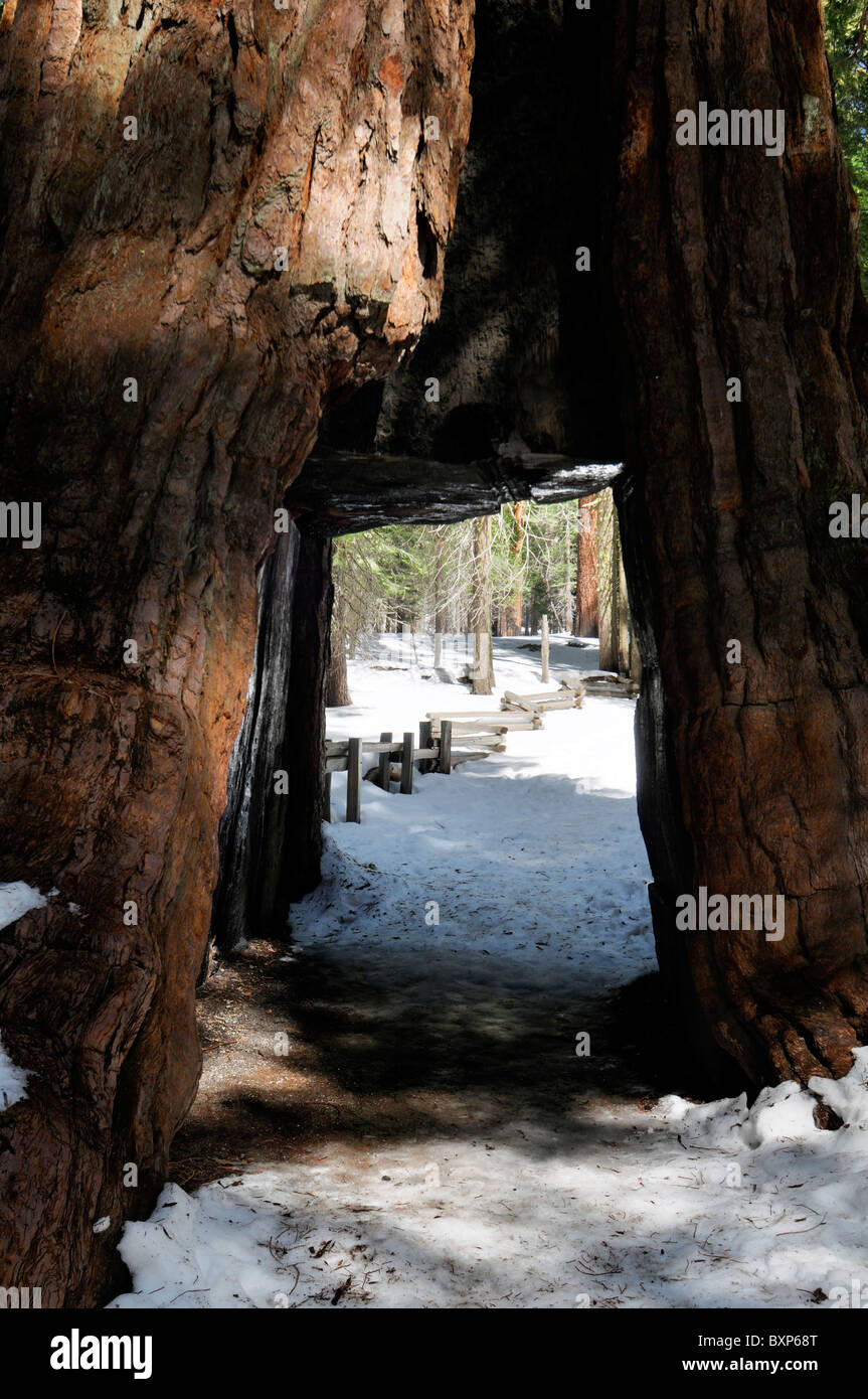 Alberi di Sequoia Sequoiadendron giganteum Mariposa Grove Yosemite National Park California USA vecchi antica redwood galleria forestale Foto Stock