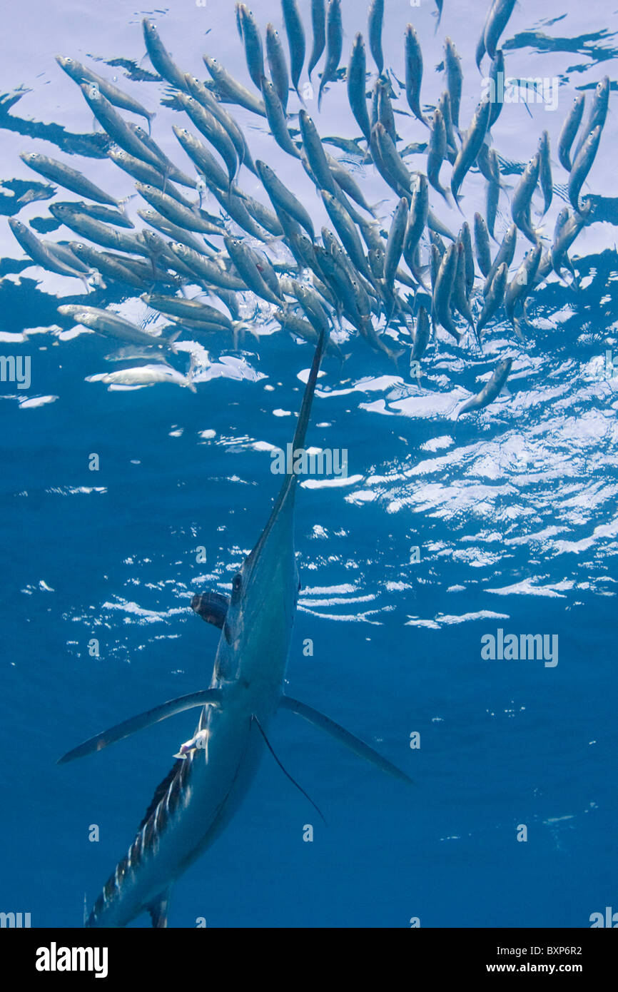 Striped marlin, Tetrapturus audax, alimentando su baitball di sardine o le sarde, SARDINOPS SAGAX, off Baja California, Messico Foto Stock
