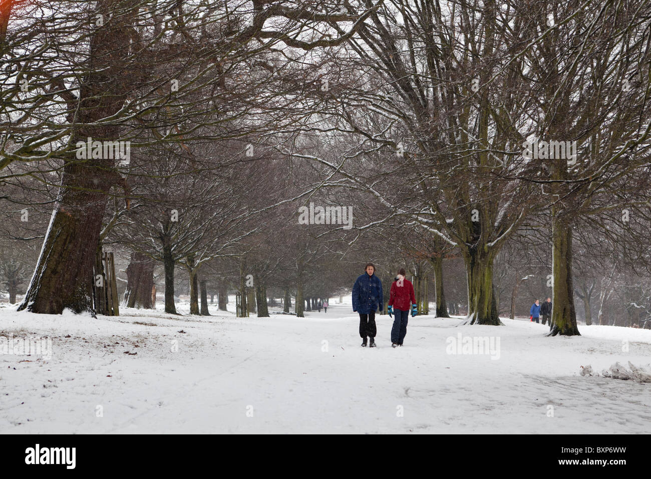 Neve ,Richmond Park,Surrey, Inghilterra Foto Stock