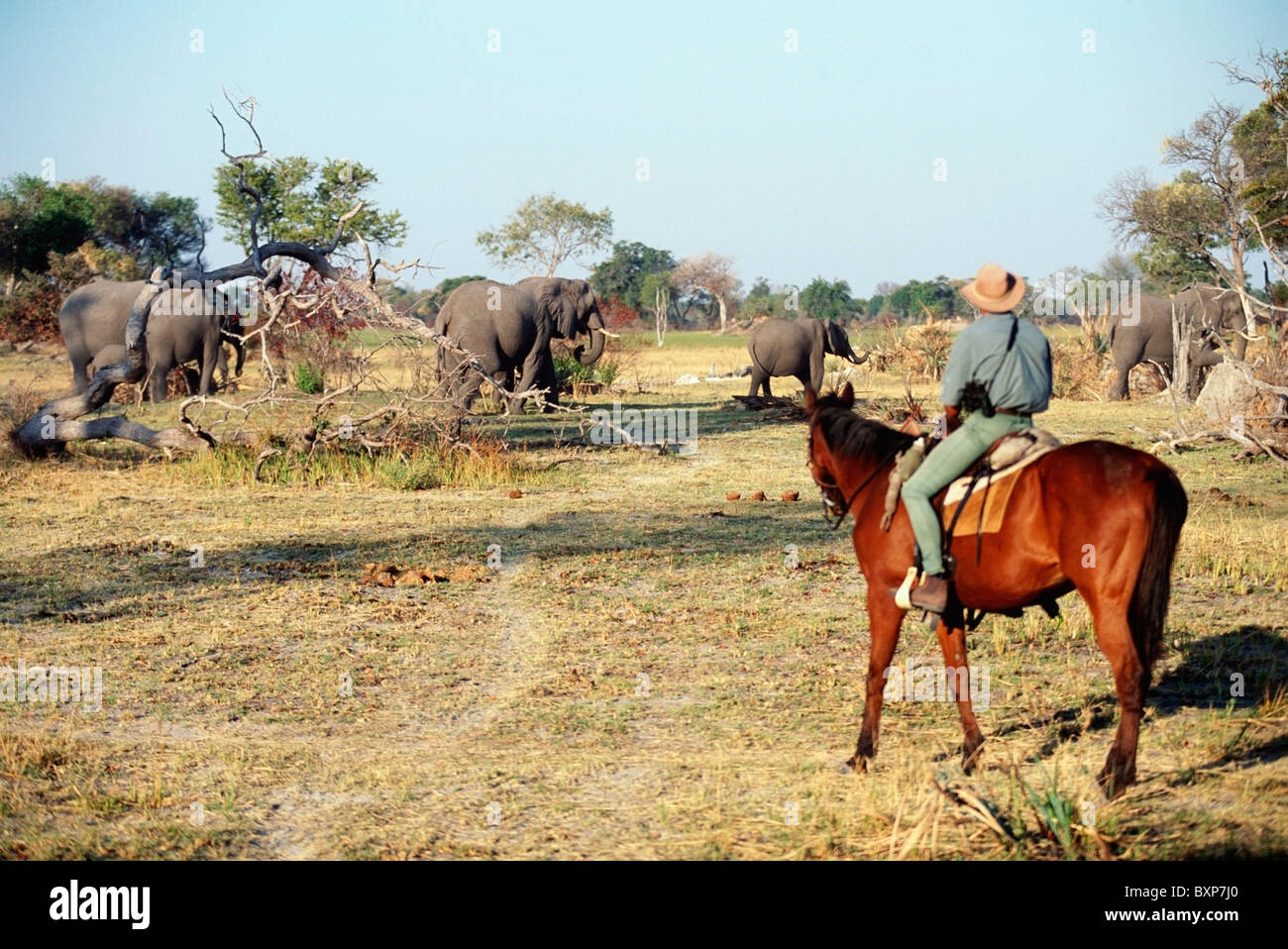 Equitazione vicino al grande allevamento Allevamento di elefanti nella boccola Foto Stock